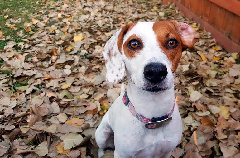 perro con una oreja caida