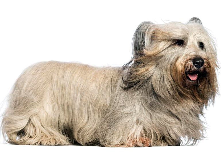 perro de raza Skye Terrier