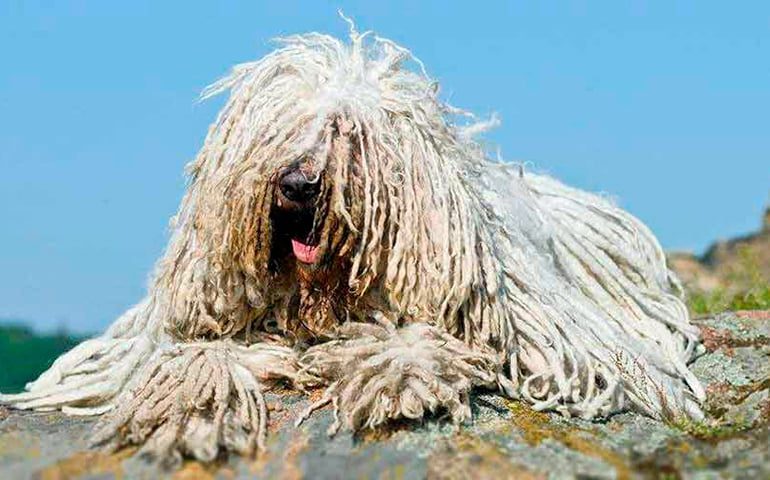 perro komondor posado sobre una roca