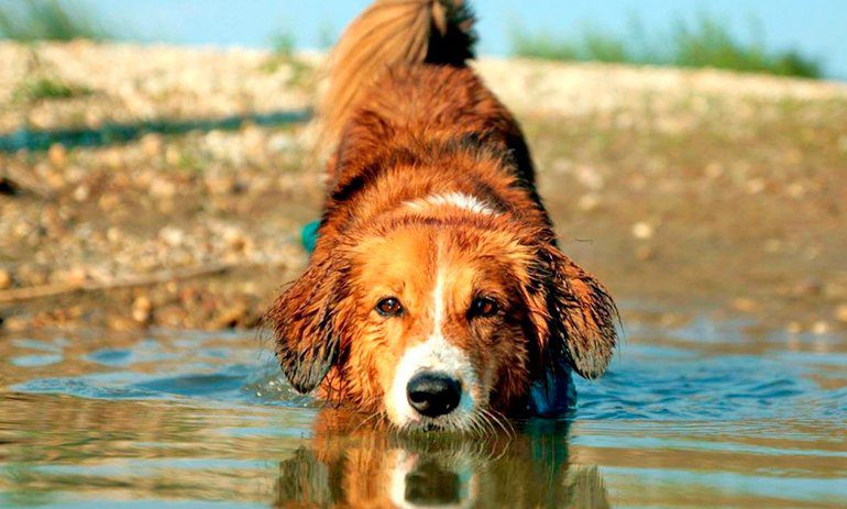 raza Pinscher austriaco