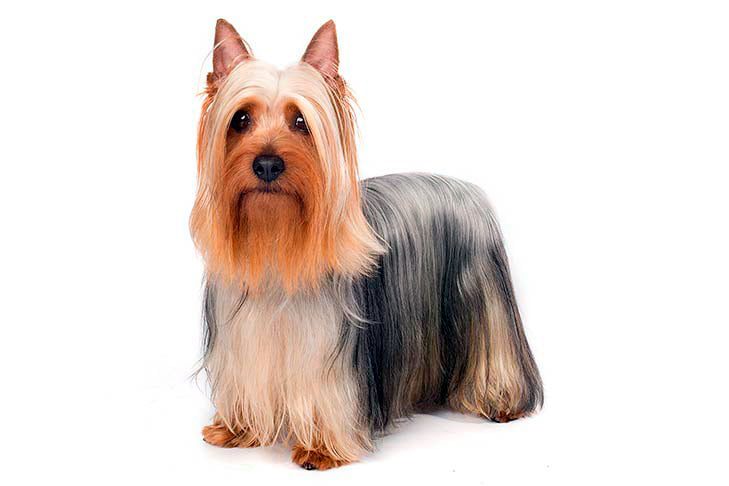Australian-silky-terrier-de-pelo-largo