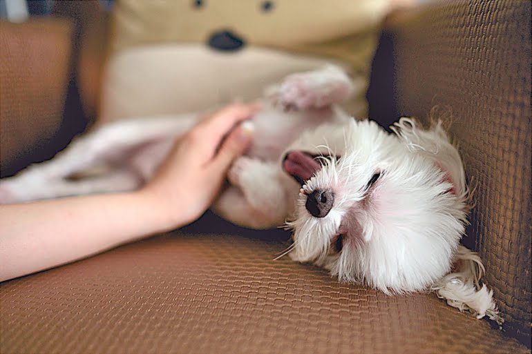 acariciando la panza a un perro