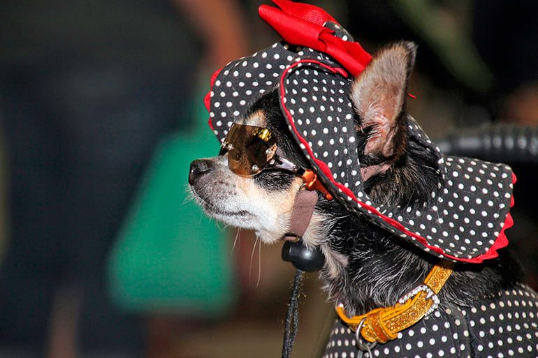 perro-chihuahua-con-pamela