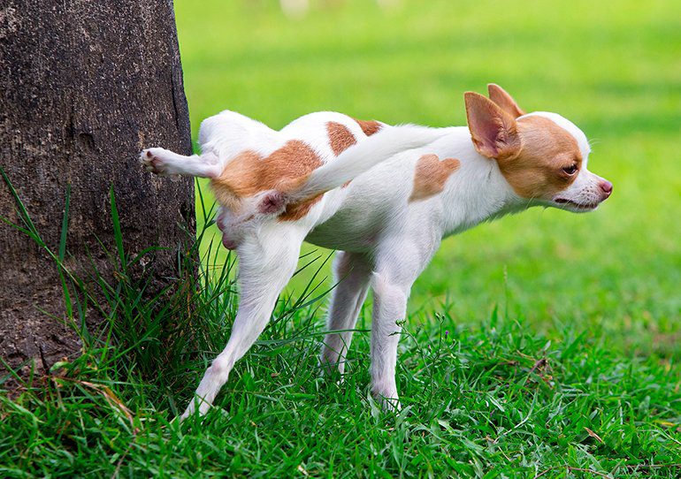perro con cristales urinarios
