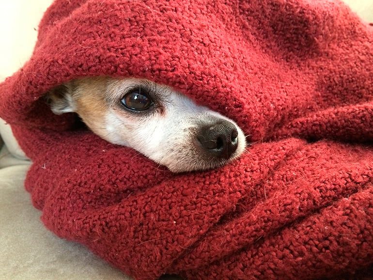 perro con frio entre mantas