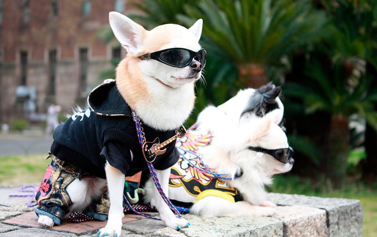 perro con gafas de sol