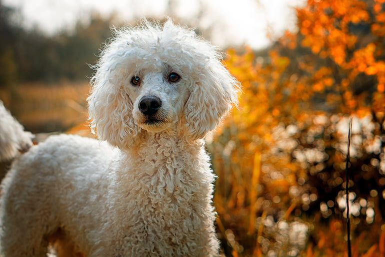 perro de agua con el pelo blanco