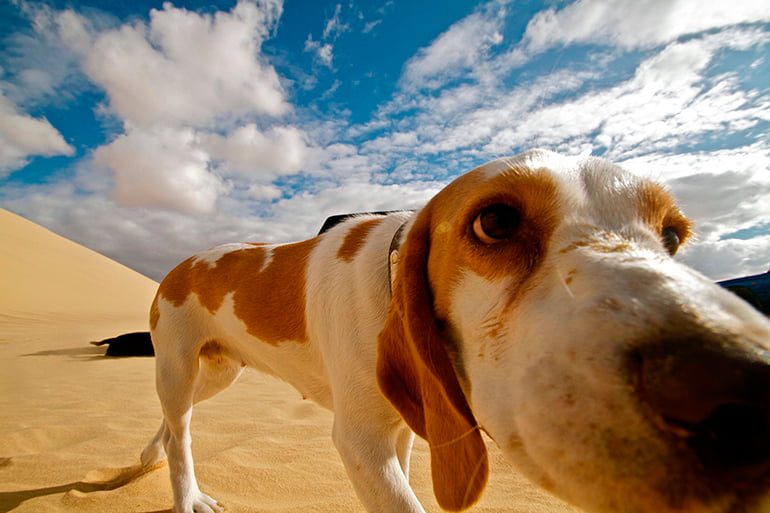 perro en el desierto