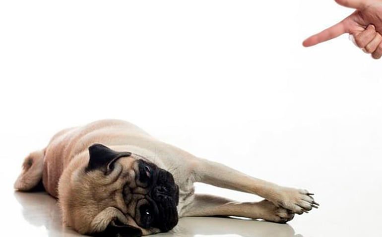 perro haciendose el muerto