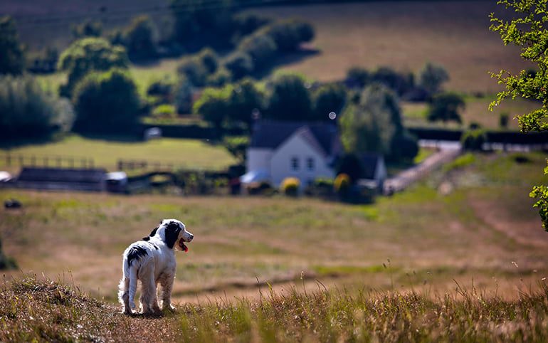 perro paseando bajo el sol