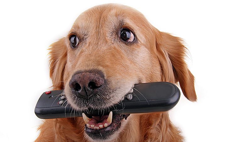 perro trae el mando de la tv