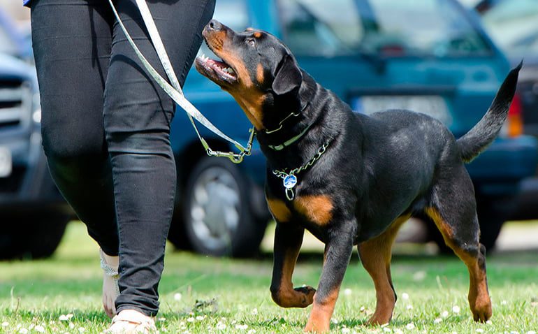 rottweiler recibiendo adiestramiento