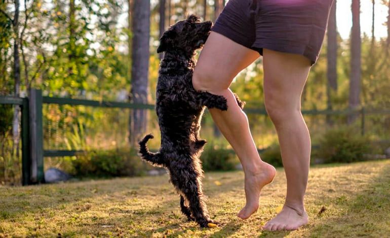 Perro intentando montar a la pierna