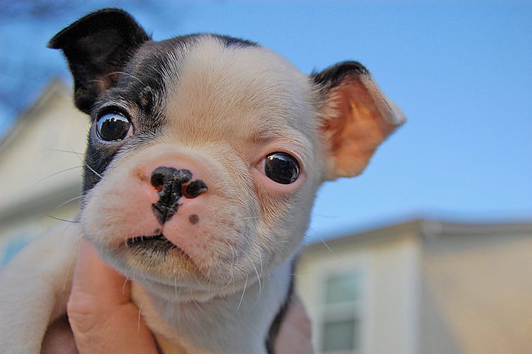 cachorro de perro con buena flora intestinal
