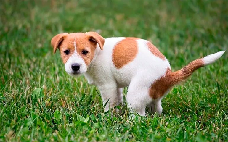 perro defecando en el jardin