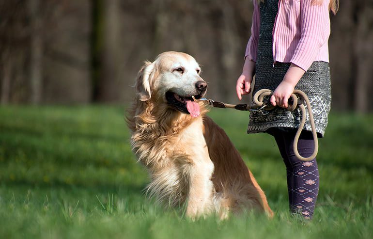 perro paseando por el campo