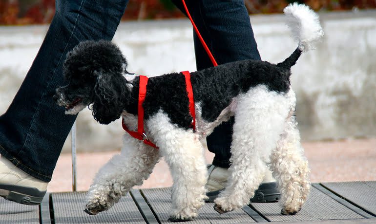 perro-paseando-por-la-ciudad
