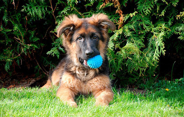 cachorro-de-pastor-alemán