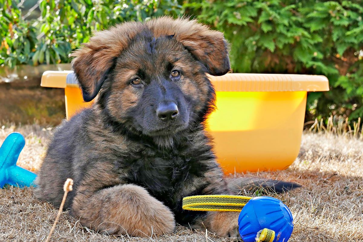 cachorro de raza grande