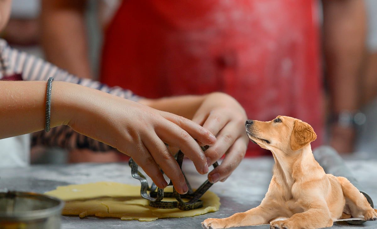 como hacer galletas para perros