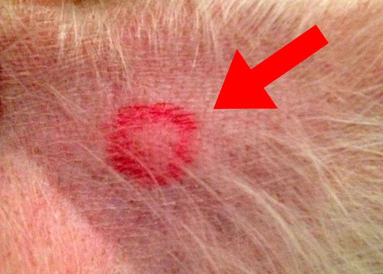 mancha-en-la-piel-de-un-perro