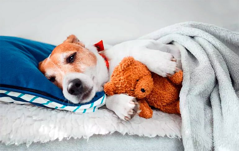 perro acostado en su cama