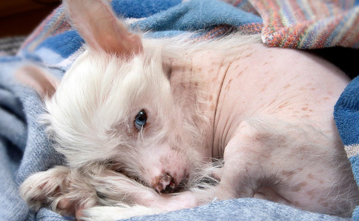 perro con manchas naturales en su piel
