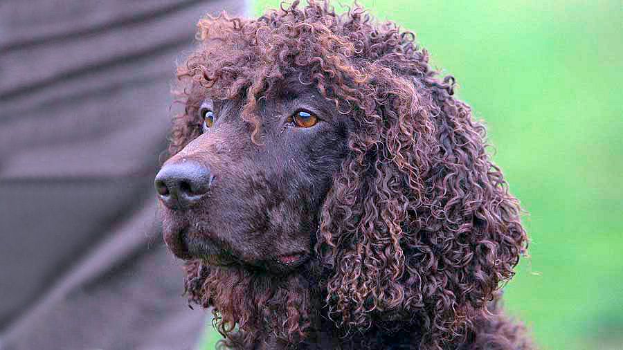 perro de agua irlandes color higado