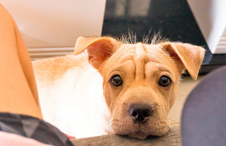 perro esperando para dar mordisquitos