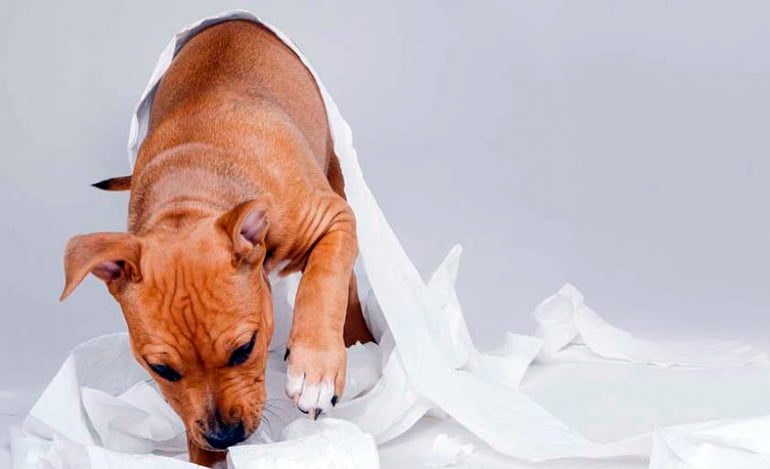 perro-jugando-con-papel-higienico