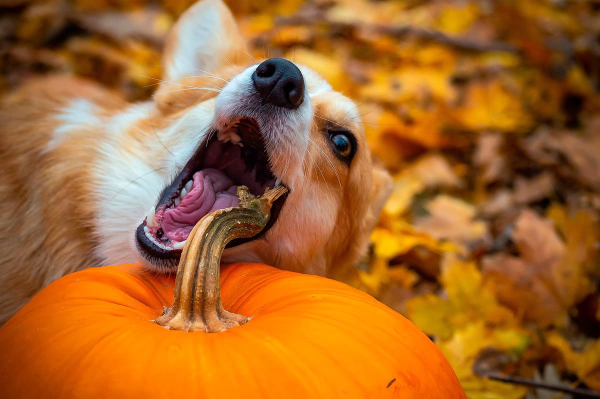 perro mordiendo una calabaza