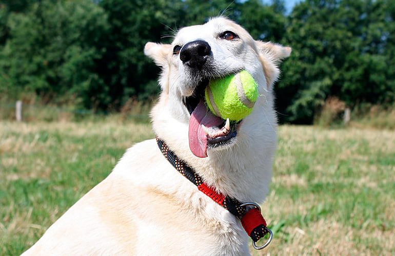 perro mordiendo una pelota de tenis