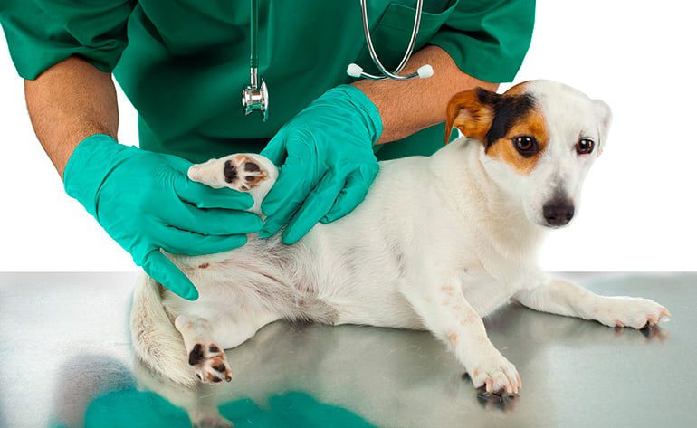 revisión-veterinaria-a-un-perro-con-picadura-de-araña