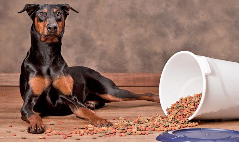 Doberman con comida