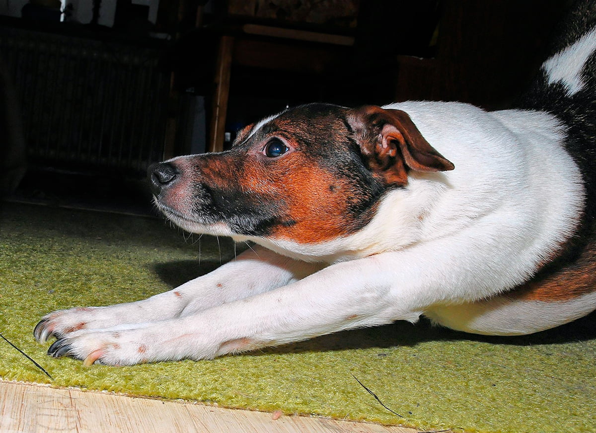 perro adulto estirado