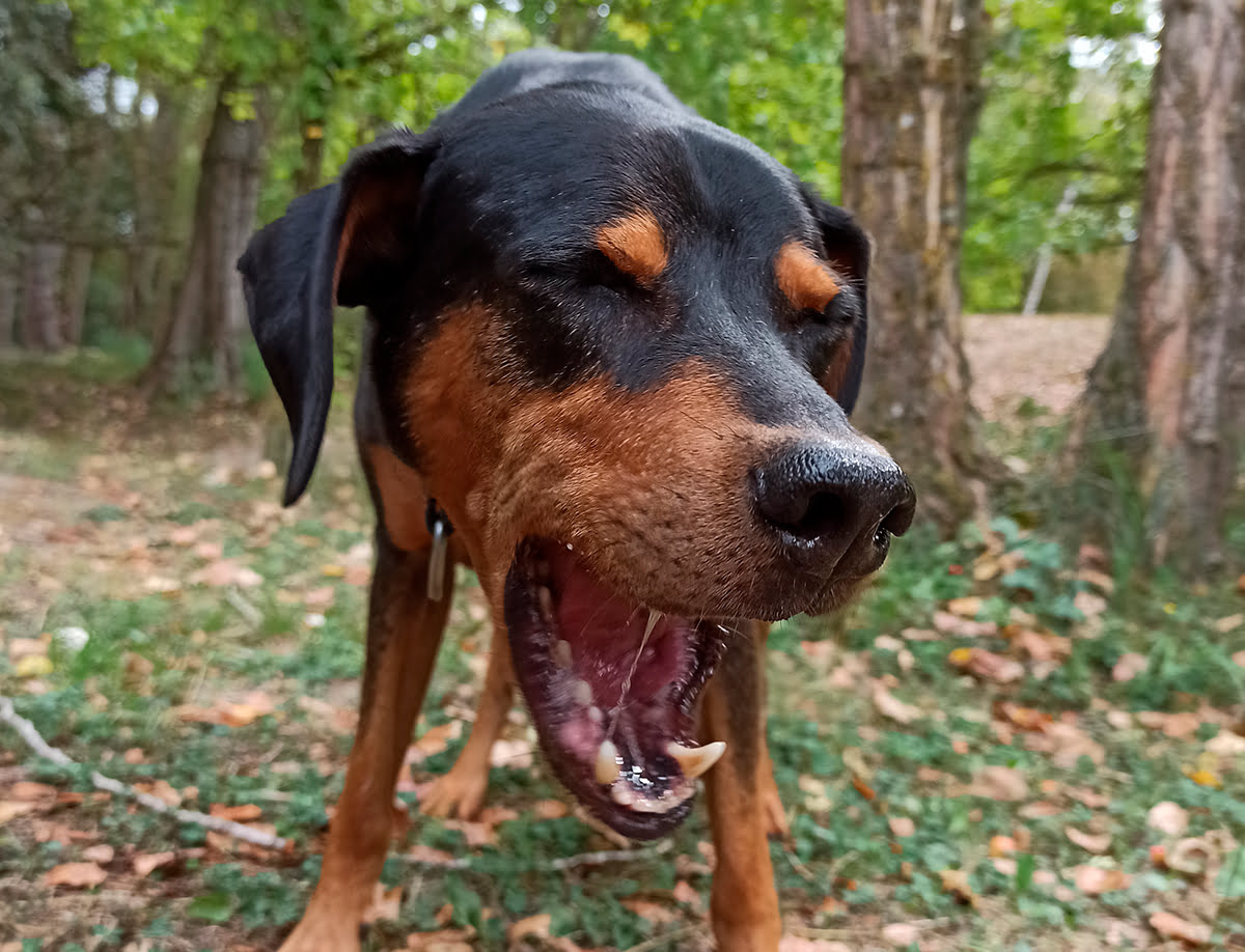 perro con arcadas para vomitar