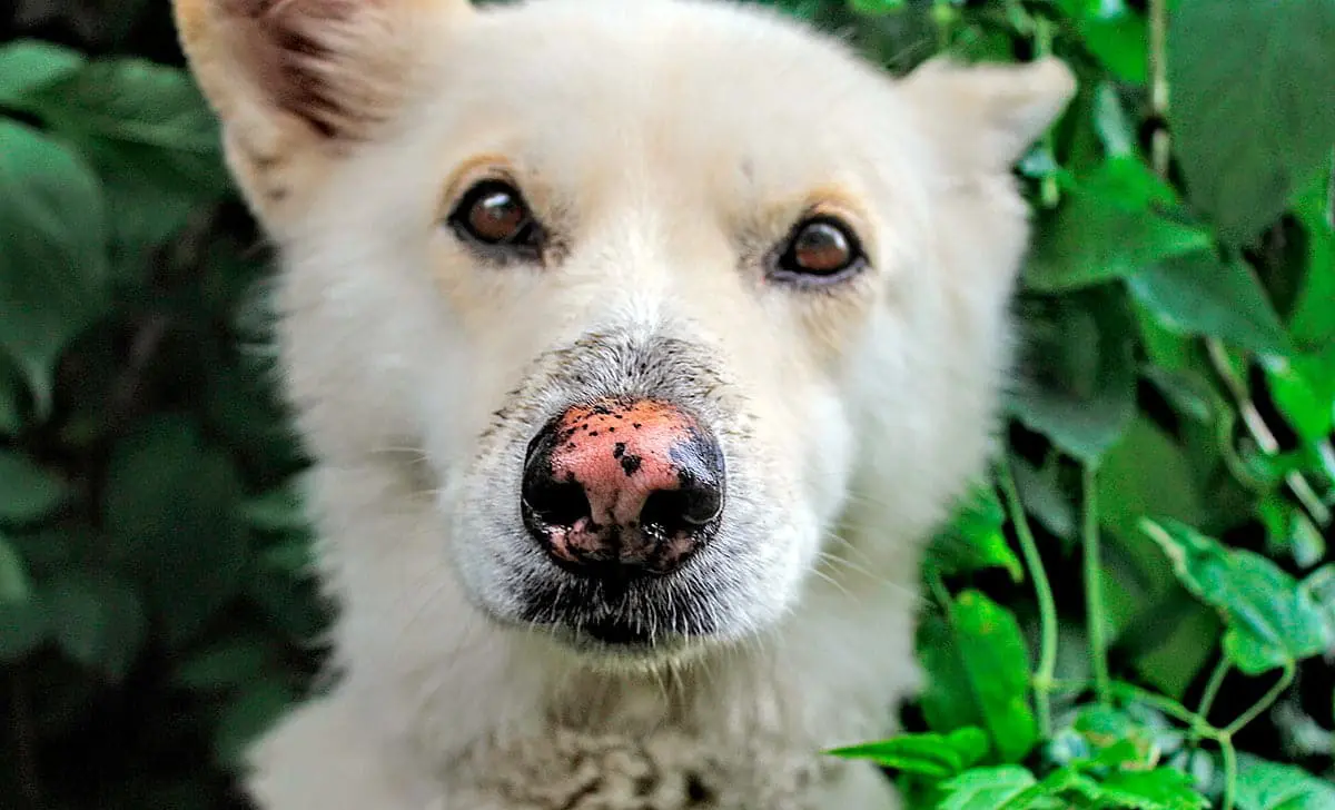 perro con la nariz descamada