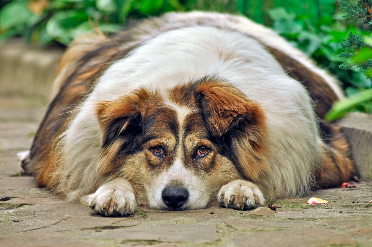 perro muy obeso