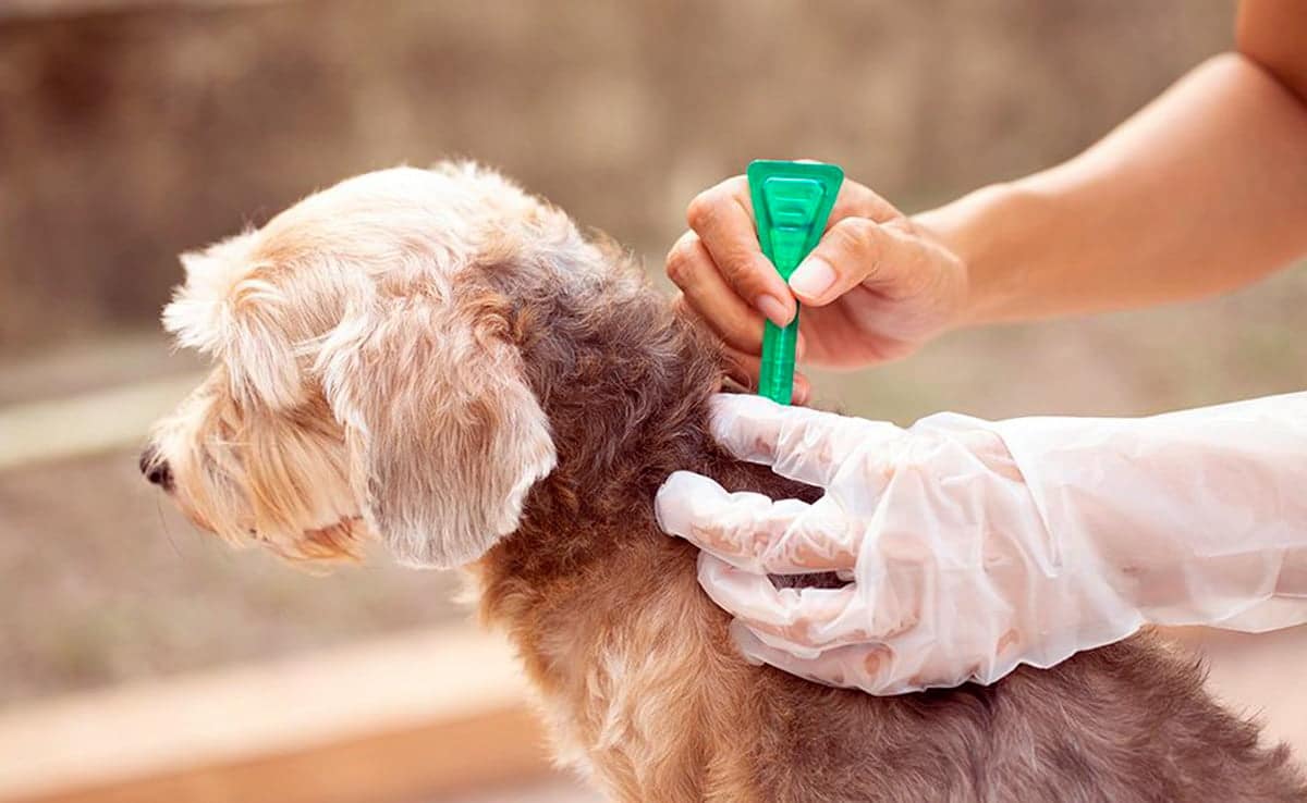 aplicando Permetrina a un perro