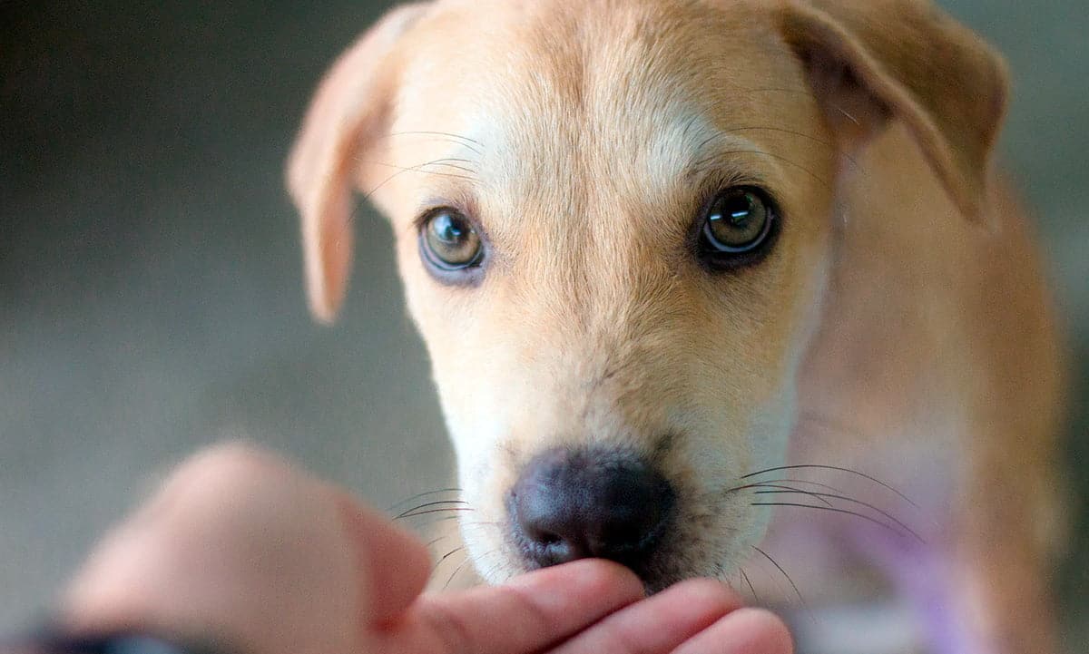 cachorro de perro acercandose a mano humana
