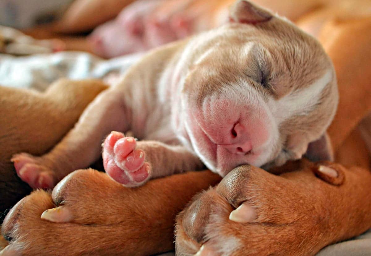 cachorro durmiendo sobre las patas de su madre