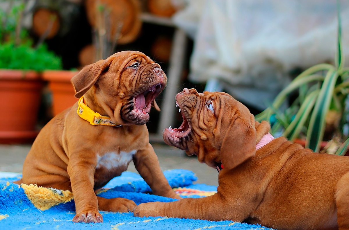 dos cachorros de dogo se grunen