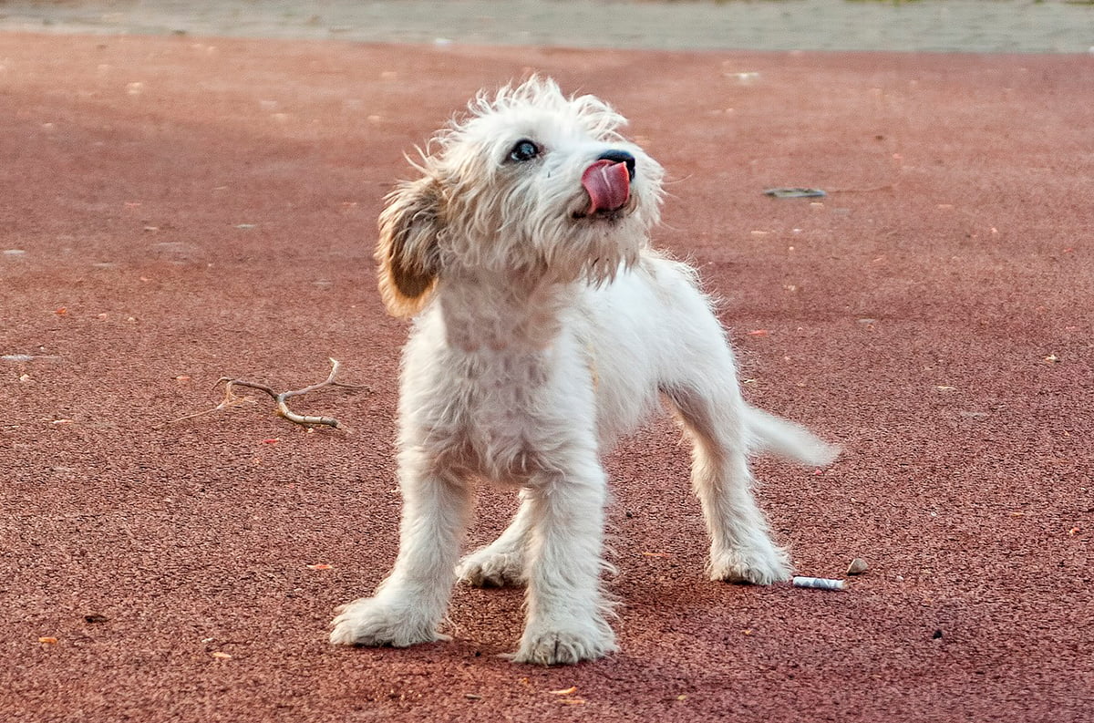 perro abandonado en la calle
