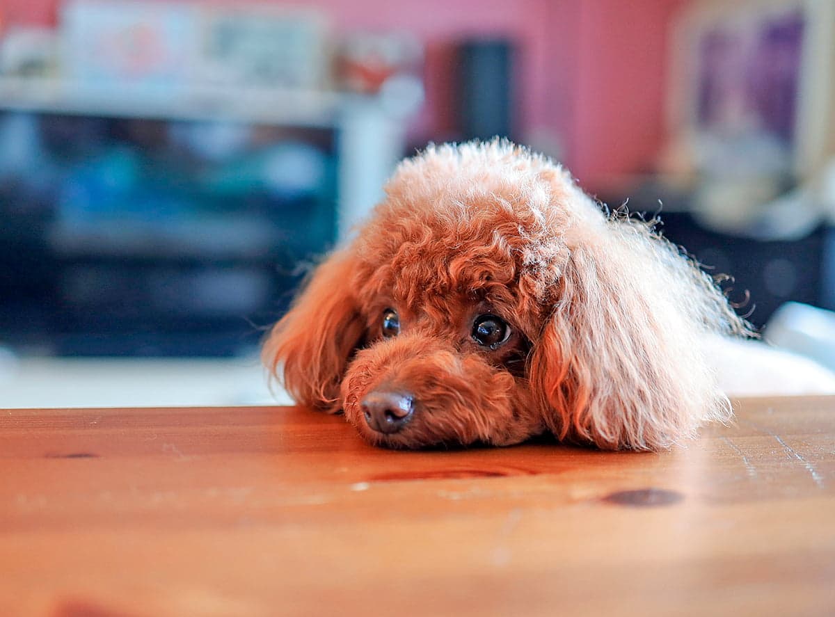perro apuyado sobre la mesa de comer
