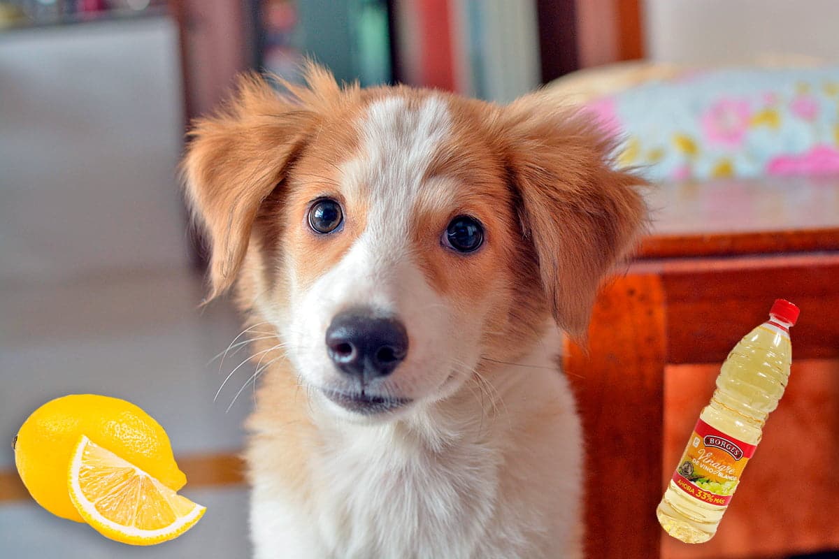 perro despues de orinar en la casa