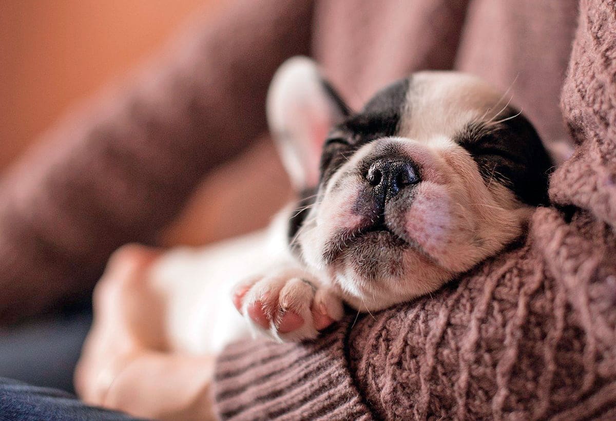 perro durmiendo en mi regazo