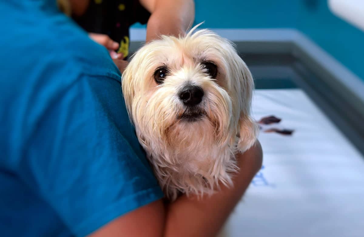 perro en consulta veterinaria