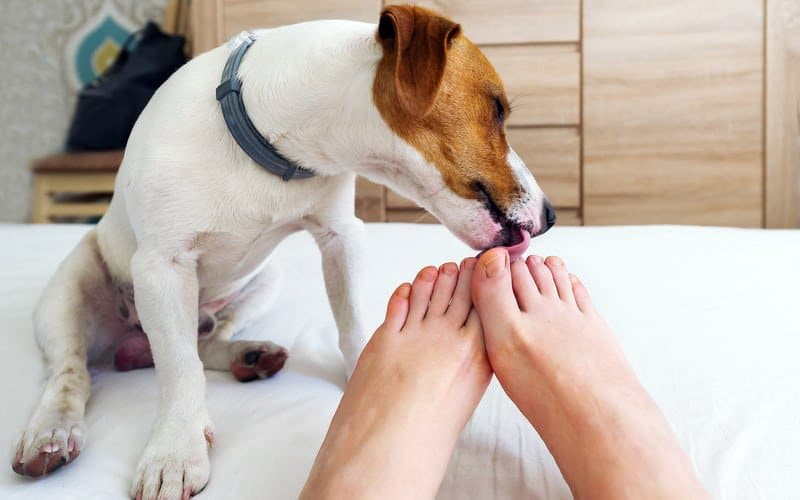 perro lamiendo los pies de su humano