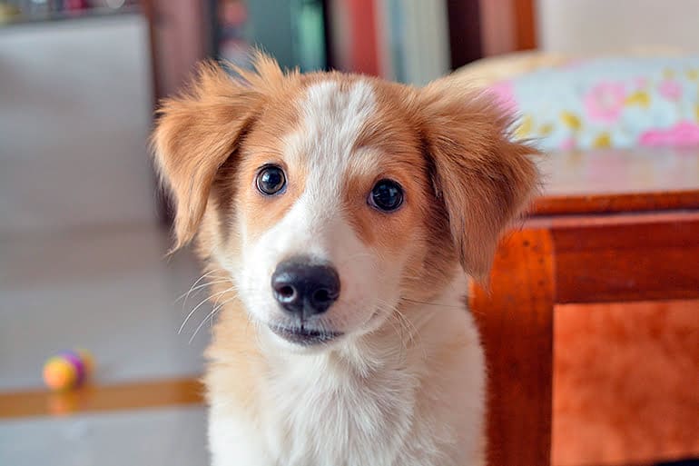 cachorro de perro de tamano mediano