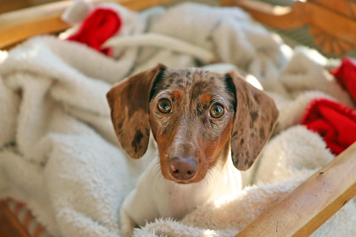 cachorro de perro solo en su cama